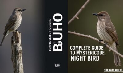 buho nocturnal owl perched on tree branch at night